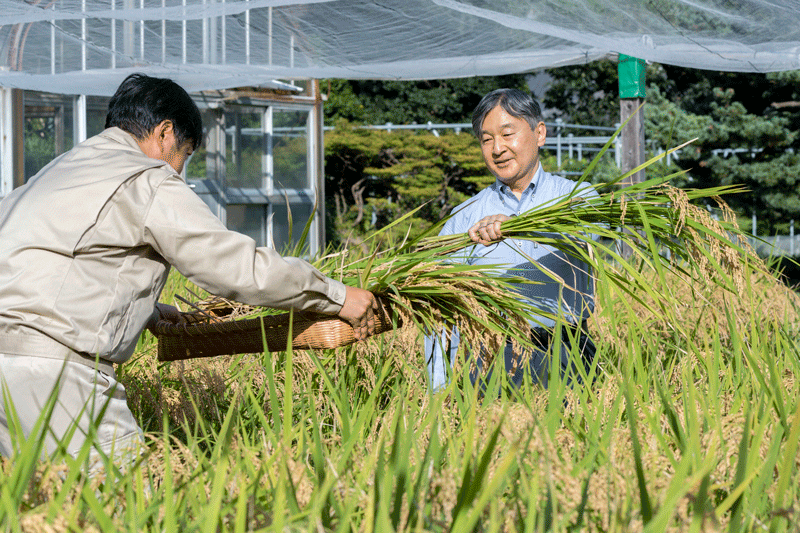 稲穂を刈り取られる天皇陛下（写真提供・宮内庁）